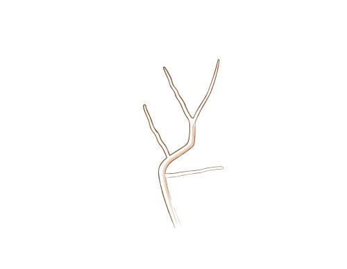 bonsai branch